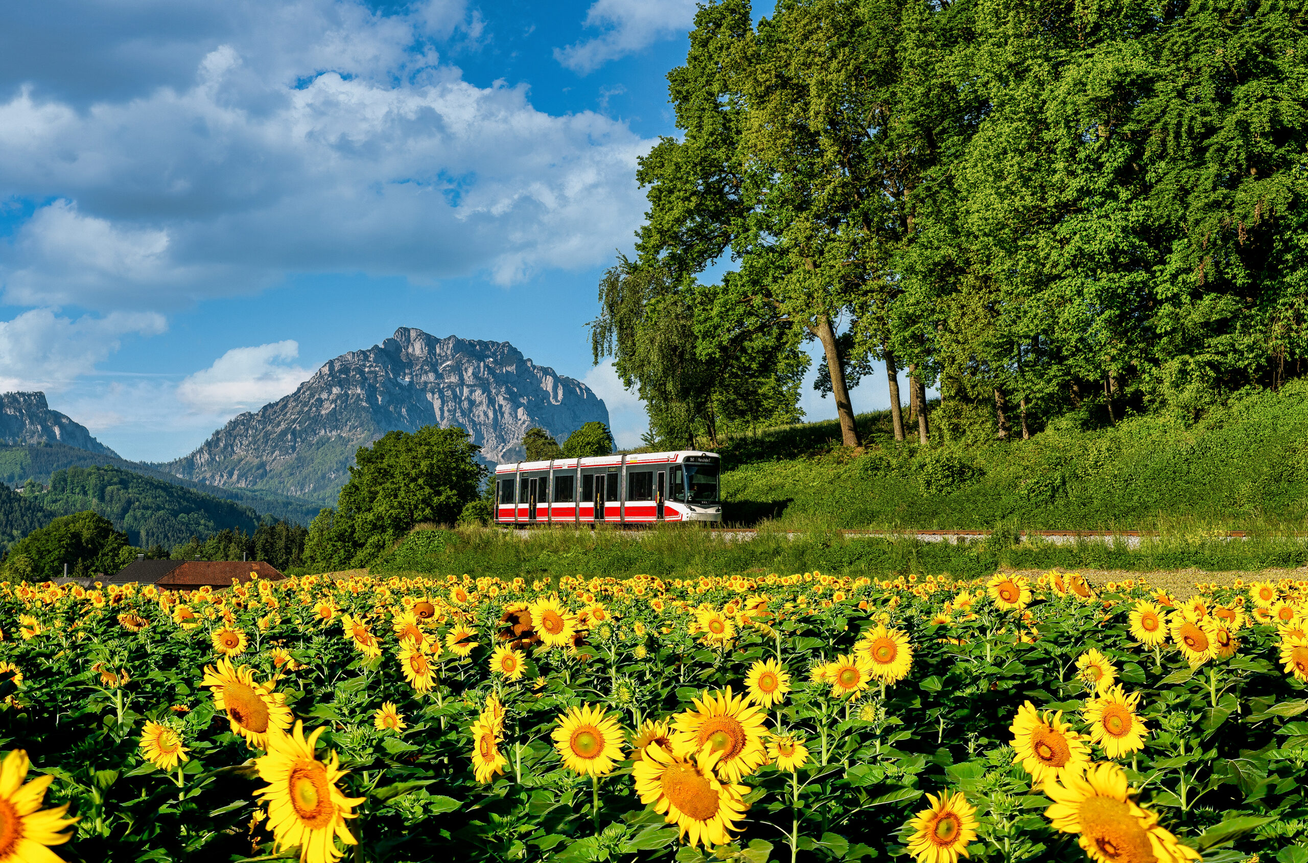Die Traunseetram fährt bei einem Sonnenblumenfeld